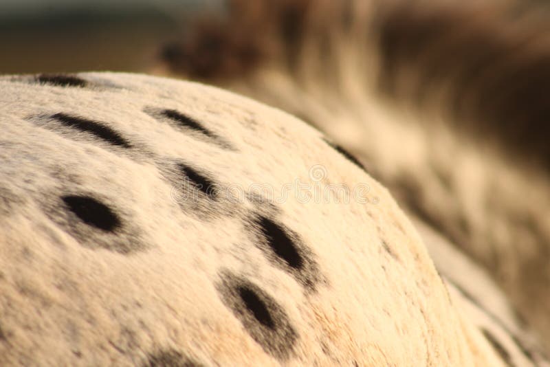White Horse With Black Dots Stock Image Image of beautiful, alone