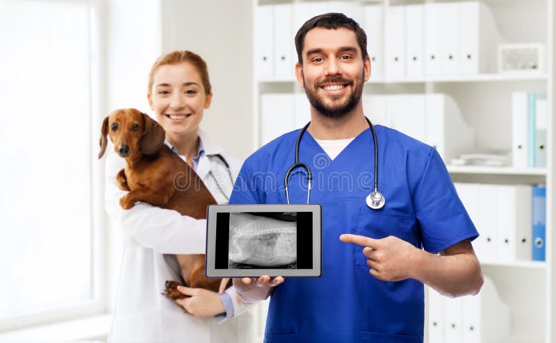 Dottori con cani e raggi sul tablet immagini stock