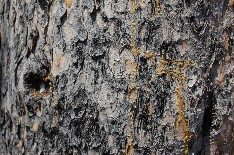 Dotykowa popielata drzewna barkentyna, textured, naturalna szorstka powierzchnia, obraz royalty free Dotykowa popielata drzewna barkentyna, textured, naturalna szorstka powierzchnia, obraz royalty free