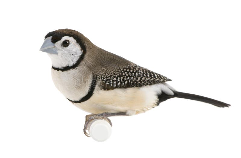 Double-barred Finch - Taeniopygia bichenovii