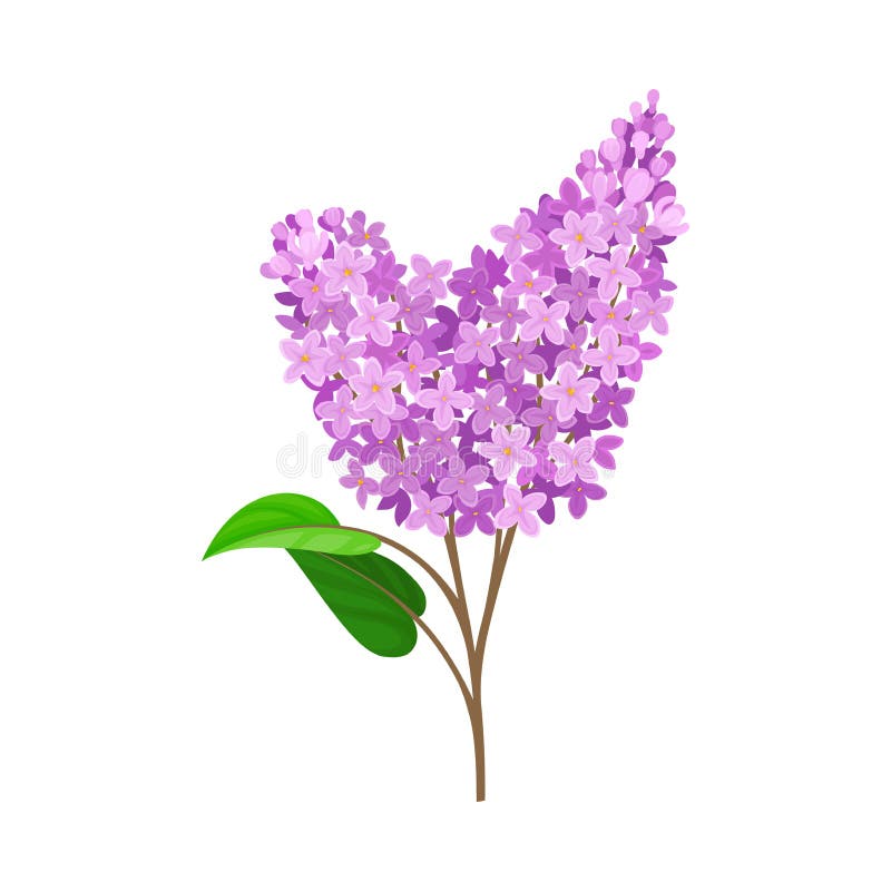 Double Branch of Blue Lilac. Vector Illustration on a White Background ...