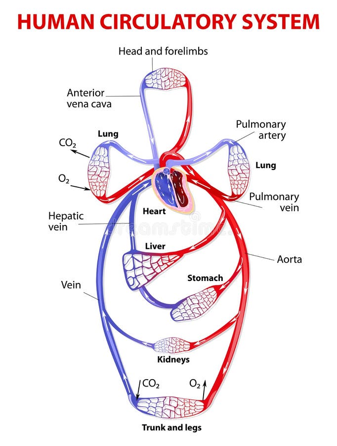 L'apparato circolatorio l'apparato circolatorio trasporta il cibo, ormoni, scorie metaboliche, e di gas (ossigeno, anidride carbonica) da e per le cellule.