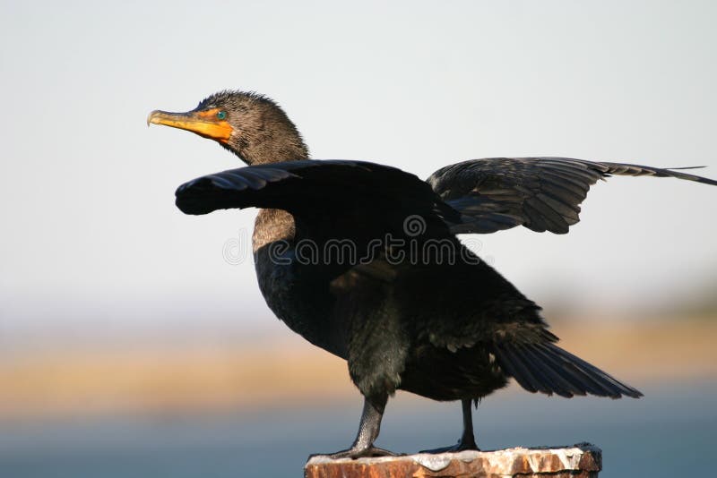 Double crested cormorant