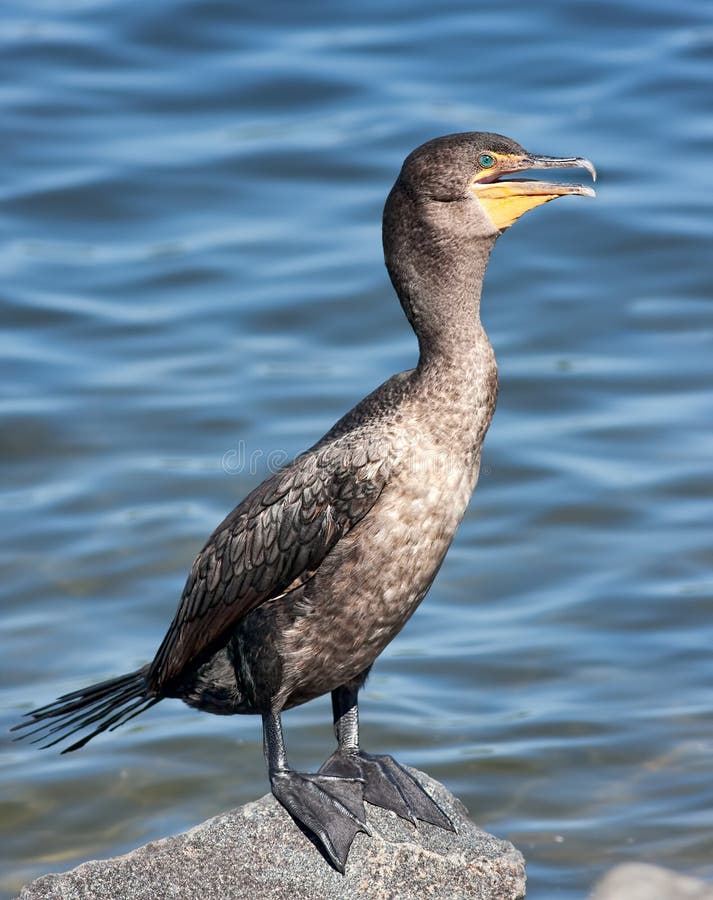 Double-Crested Cormorant