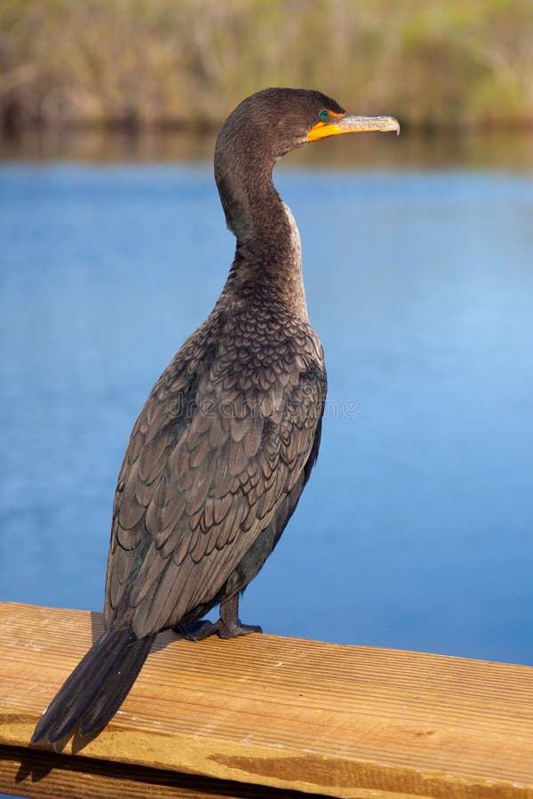 Double Crested Cormorant