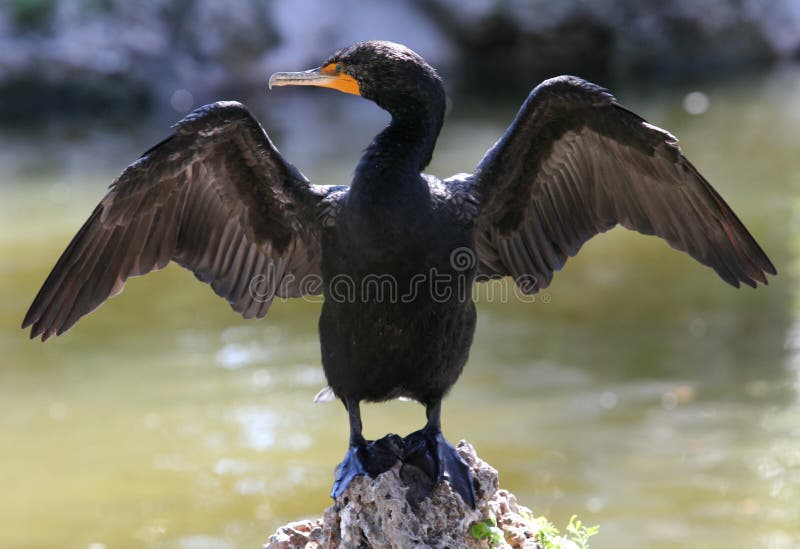 Double-Crested Cormorant royalty free stock photo Double-Crested Cormorant royalty free stock photo