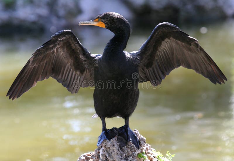 Double-Crested Cormorant