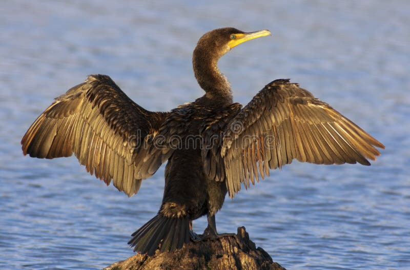 Double-crested Cormorant Drying Wings