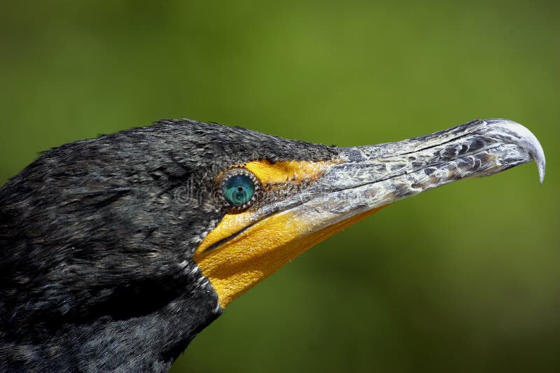 Double crested cormorant everglades state national park florida usa