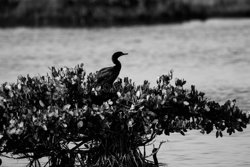 Double-Crested Cormorant, Merritt Island National Wildlife Refuge ...