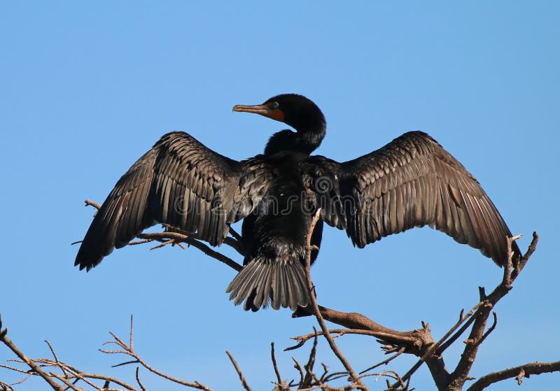 Double-crested cormorant