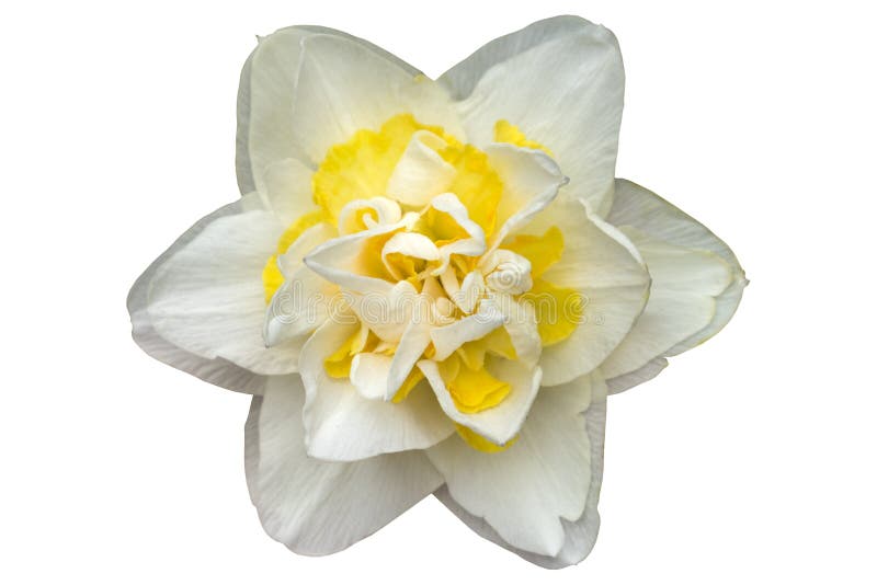 Double daffodil `White Lion` flower isolated on white royalty free stock photos Double daffodil `White Lion` flower isolated on white royalty free stock photos