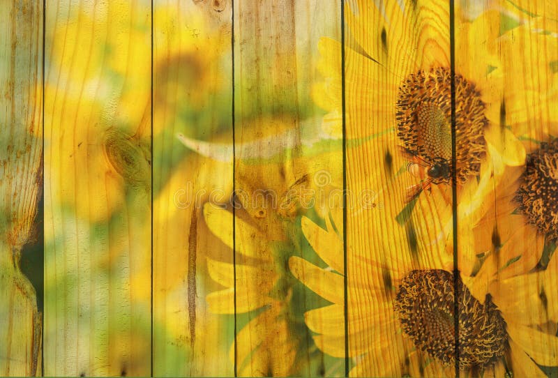 Double explosure sun flower with wood background