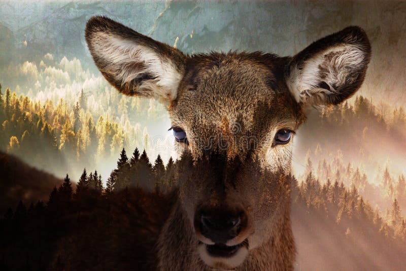 Double exposure of deer and forest