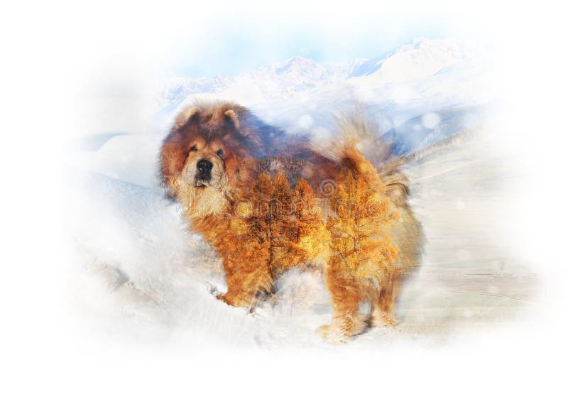 Redheaded cane razza chow-chow, su uno sfondo di un paesaggio di montagna con l'arancio brillante larici, doppia esposizione.