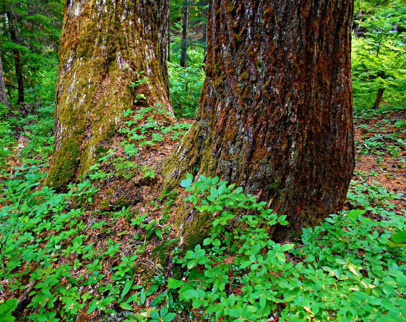 Double Hemlock stock photo. Image of bark, hemlock, greenery - 99088124