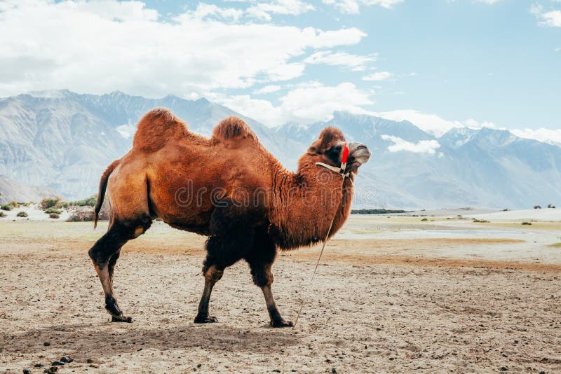 Double Hump Camel Walking in the Desert in Nubra Valley, Ladakh, India  Stock Photo - Image of animals, hump: 80007608