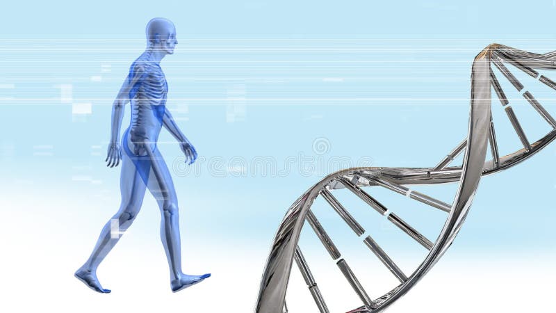 Double hélice d'ADN et anatomie humaine illustration de vecteur