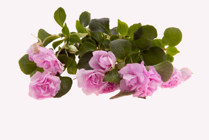 Lush Blooming Inflorescences and Buds of Pale Pink Doubleflowered