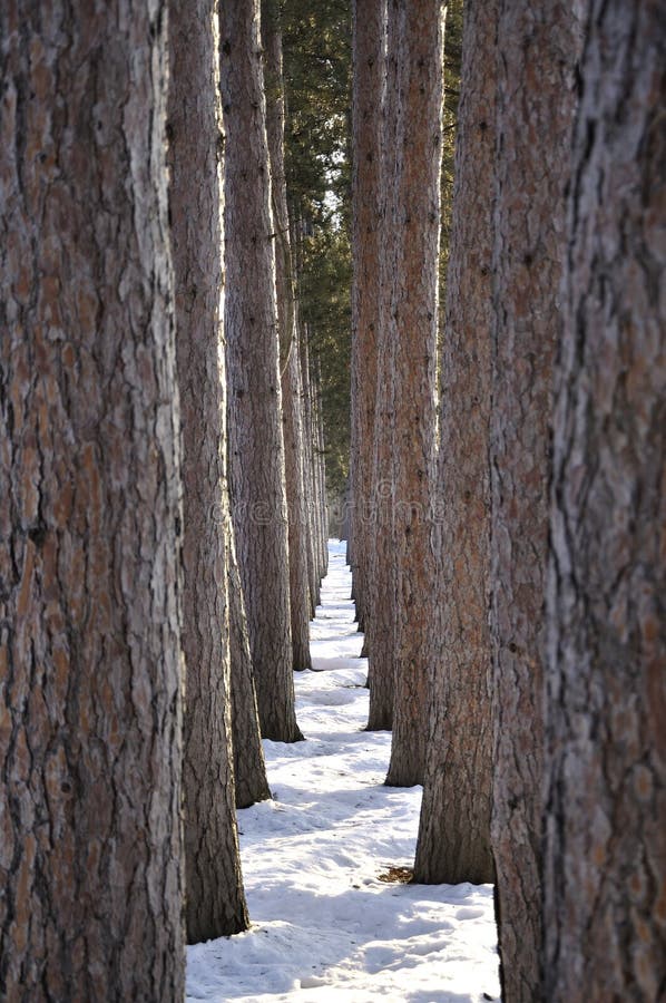 Hall of Trees stock photo. Image of long, winter, timeless 29895848