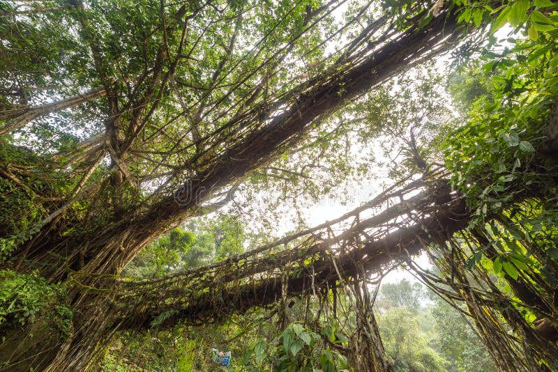 Famous Double Decker living roots bridge near Nongriat village, Cherrapunjee, Meghalaya, India. This bridge is formed by training tree roots over years to knit together. Famous Double Decker living roots bridge near Nongriat village, Cherrapunjee, Meghalaya, India. This bridge is formed by training tree roots over years to knit together.