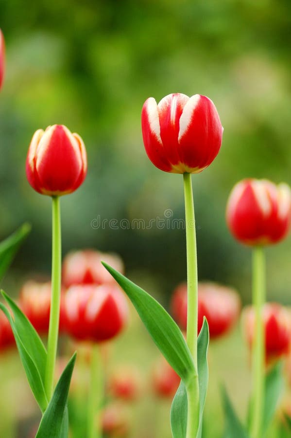 Double red&white tulip