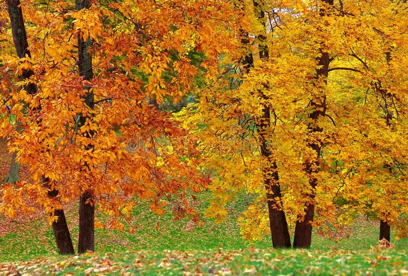 Double Trees stock photo. Image of leaves, orange, brilliance 1461922