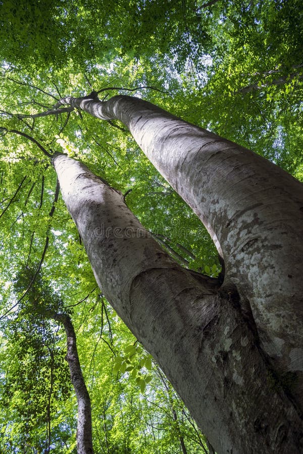 Double Trunk Cypress Tree stock image. Image of morning 23123729