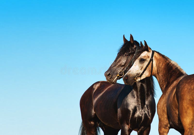 Doubles portrait black and light horse against the blue sky royalty free stock photos Doubles portrait black and light horse against the blue sky royalty free stock photos