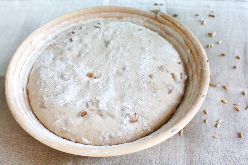 Dough Rising in the Proofing Basket with Rye Grain Stock Photo Image