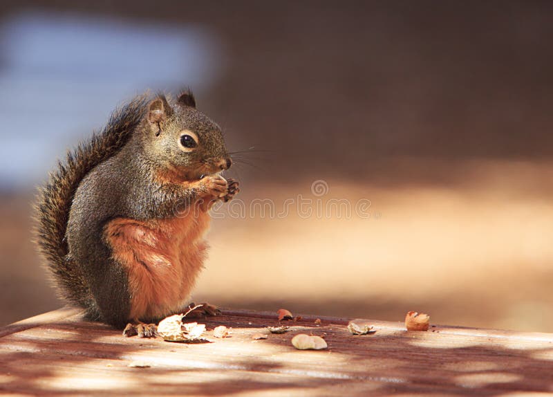 Douglas Squirrel Standing Eating Peanut