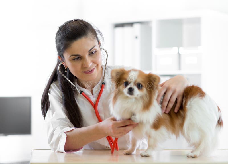 Doutor veterinário fêmea novo bonito que usa o estetoscópio que escuta a pulsação do coração de um cão canino do terrier no veter
