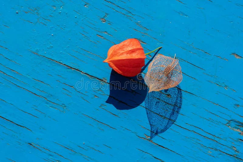 Două schelete cu retroiluminare și flori roșii coapte de filigură cu umbre întunecate ornamentale cu filigran. lanternă chineză stock photo