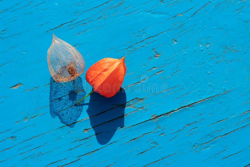 Două schelete iluminate și flori roșii coapte de filigree și umbre întunecate. lanternă chinezească pe fundal albastru din lemn royalty free stock image
