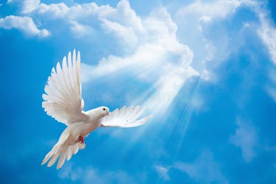 257 Dove Air Wings Wide Open Stock Photos - Free & Royalty-Free Stock ...