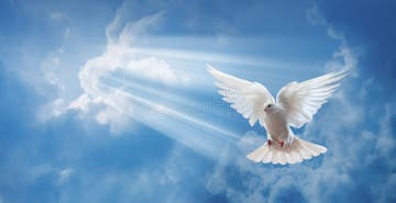 257 Dove Air Wings Wide Open Stock Photos - Free & Royalty-Free Stock ...