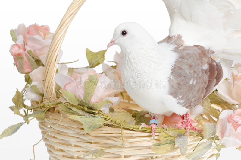 Dove on a basket