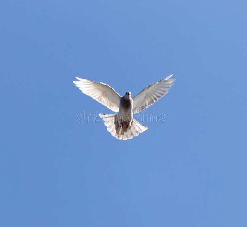 A dove on a blue sky stock image. Image of freedom, flying 110450569