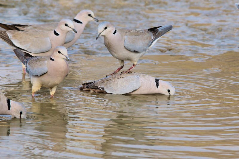 Dove, Cape Turtle - Wild Bird Background from Africa - Funny moment of climbing the corporate ladder in the Animal Kingdom