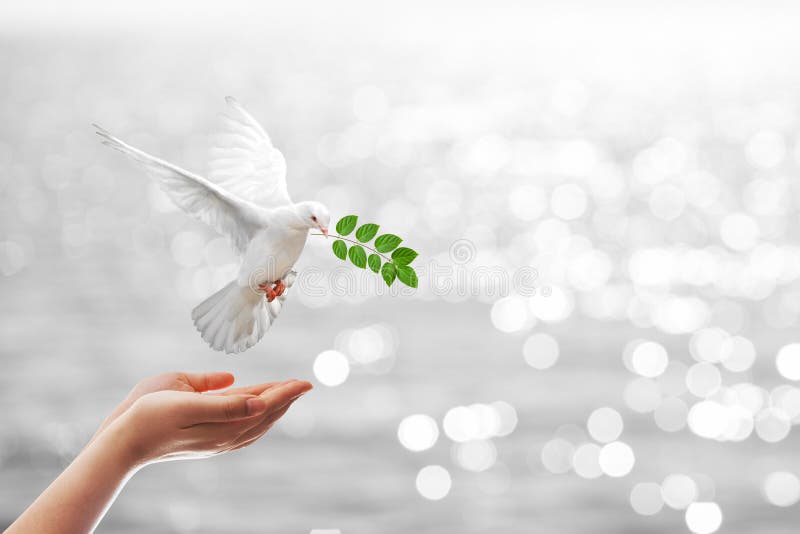 Dove carrying leaf branch royalty free stock photos
