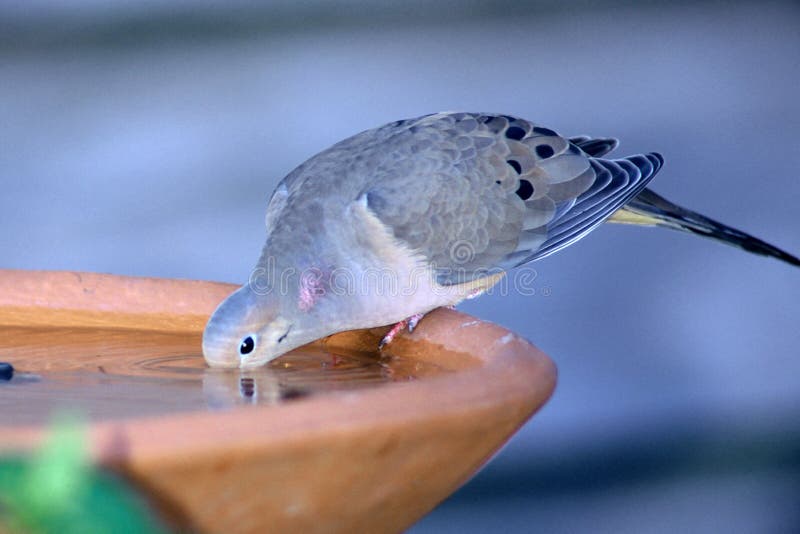 Download Dove Drinking stock image. Image of bird, animals, dove - 42015