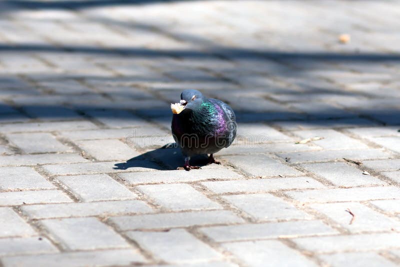 Dove eating bread stock image. Image of grey, bread, dove 59502891