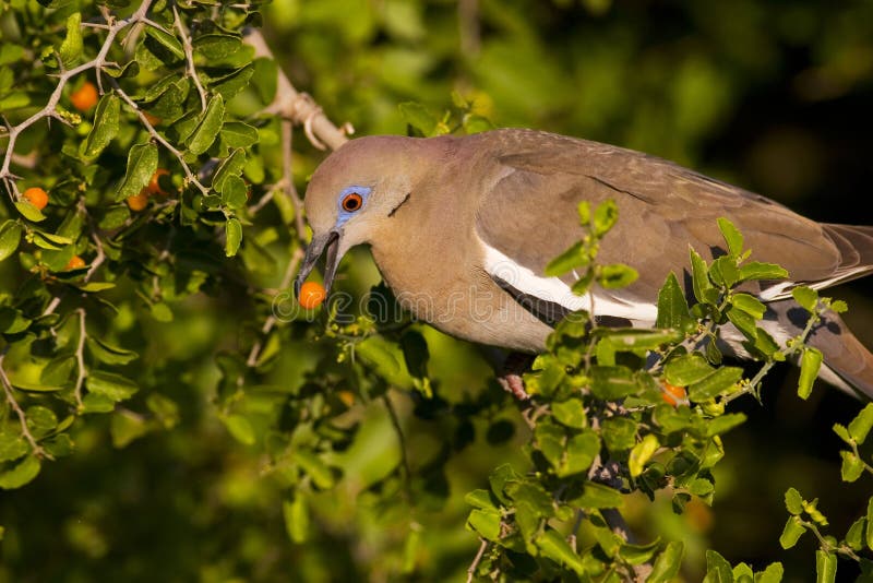 Dove eating fruit II stock photo. Image of birds, southwest 5297398