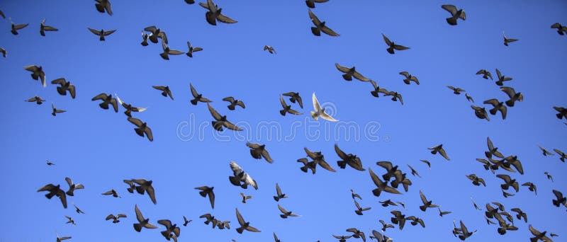 9,828 White Dove Flight Stock Photos - Free & Royalty-Free Stock Photos ...