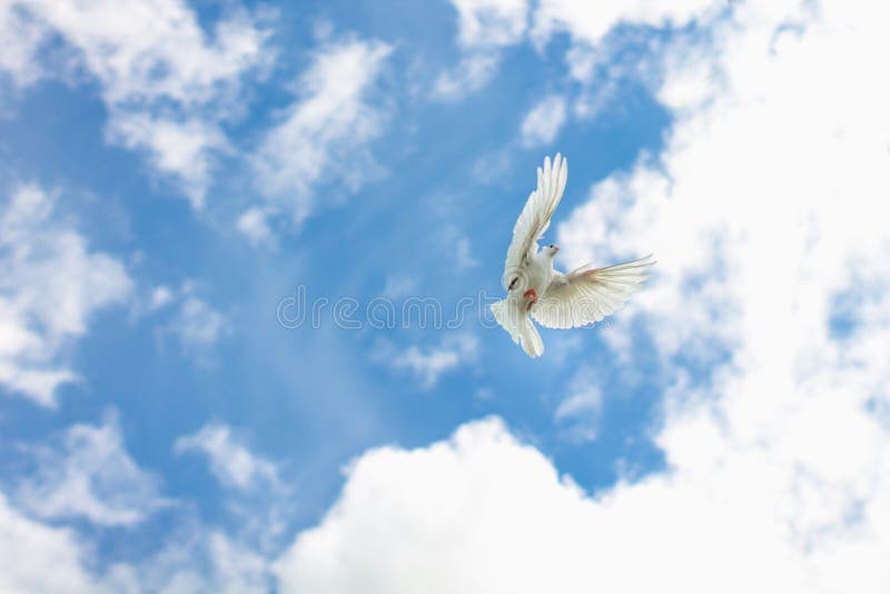 A Dove Flying in the Blue Sky Stock Photo Image of dove, faith 87081426