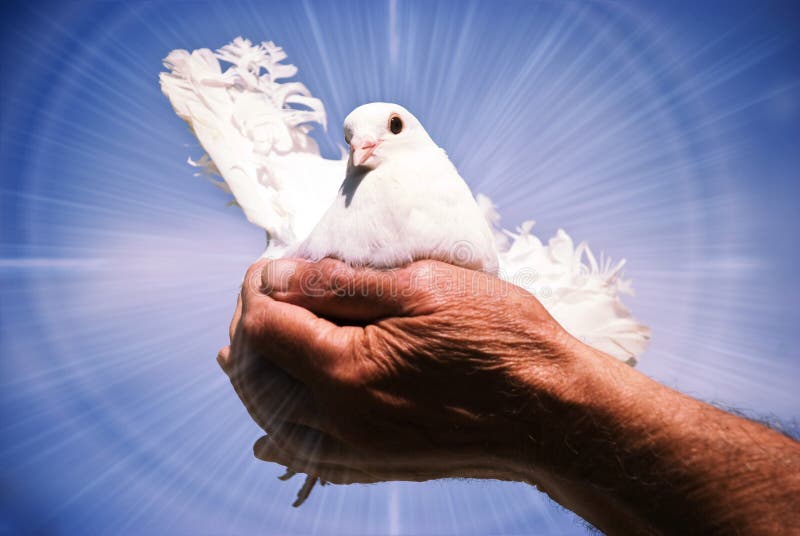 Colomba che simboleggia lo Spirito Santo ed è il simbolo di speranza,di pace ,di amore e di faith.