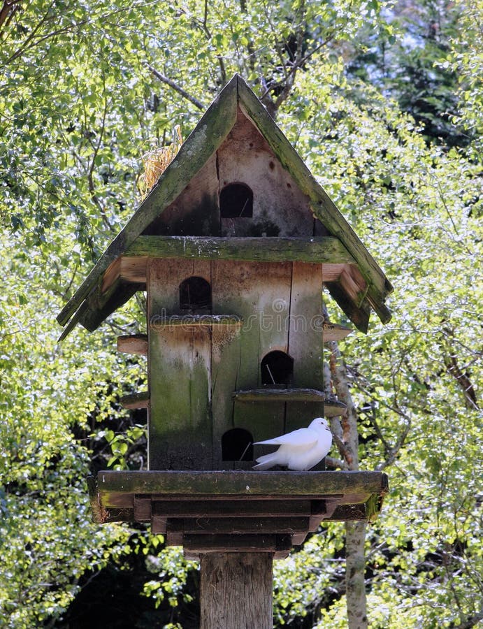 Dove House stock image. Image of birdlife, white, dove 53971523