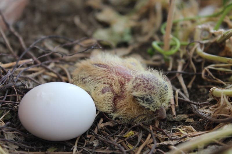 Dove Nestling and Its Egg Bird S Egg Bird S Baby Baby Bird Stock Photo