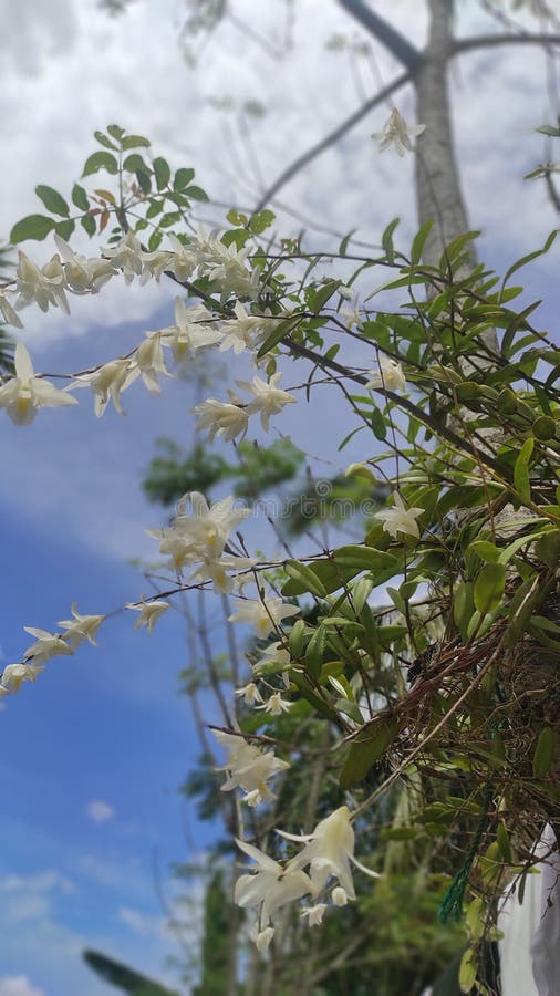 Dove orchid stock photo. Image of orchid, nature, beauty 65427950
