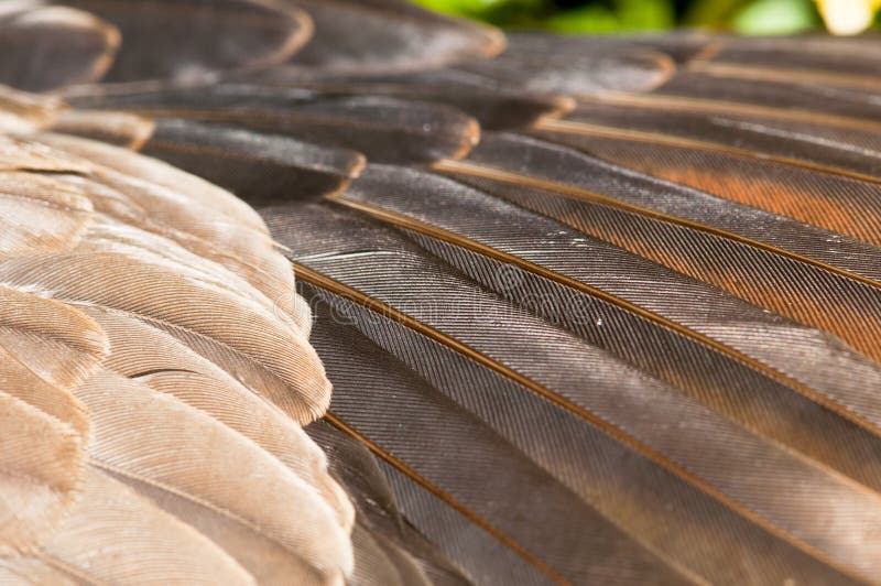 Dove's Wing stock image